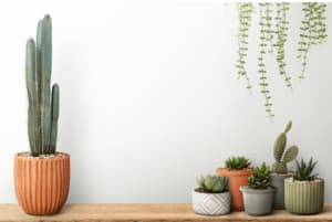 Scopri di più sull'articolo Piante da interno: come creare un giardino in casa