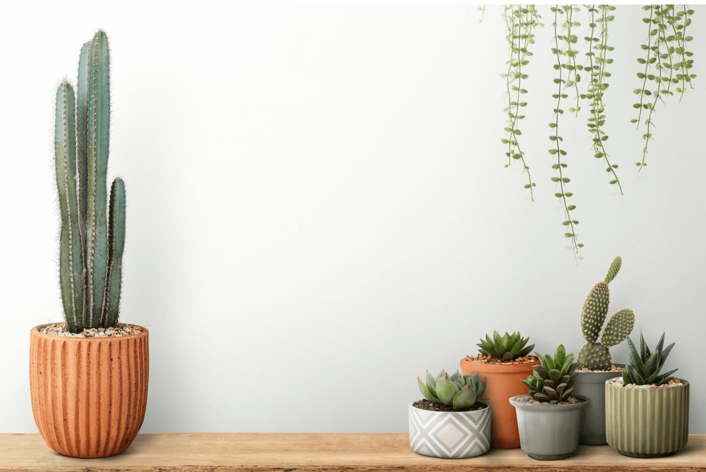Al momento stai visualizzando Piante da interno: come creare un giardino in casa